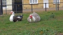 Muscovy Ducks Are Sitting On The Grass And Waving Their Heads And Tails.