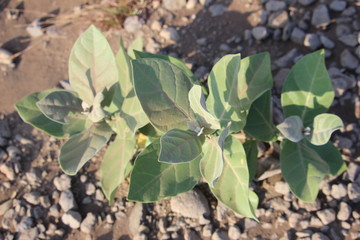  plants alone on the ground