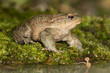 Ein Erdkröten-Männchen in der Seitenansicht auf Moos am Wasser