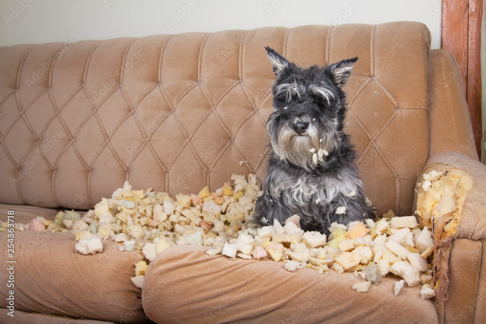 Naughty bad schnauzer puppy dog lies on a couch that she has just destroyed.  - obrazy, fototapety, plakaty 