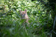 Eine Wildkatze sitzt im hohen Gras und beobachtet Bewegungen in einem Baum
