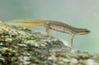 Ein freigestelltes Teichmolch Weibchen unter Wasser in der Seitenansicht