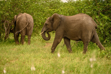 Wild african elephant close up, Botswana, Africa