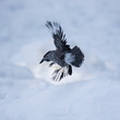 Ein freigestellter Tannenhäher im Flug in der Seitenansicht vor Schnee