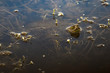 Kopf einer Europäischen Sumpfschildkröte schaut aus dem Wasser zwischen Wasserpflanzen