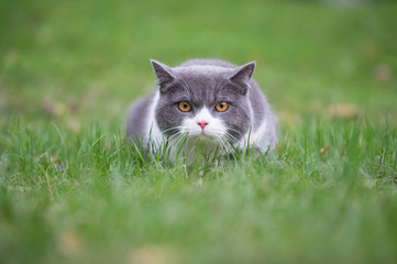 Wall Mural - Cute British short-haired cat in park grass