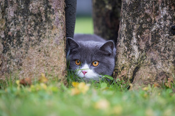 Sticker - Cute British short-haired cat in park grass