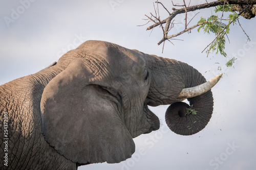 Fotomural Mighty Tuskers - Elephants of Nambiti