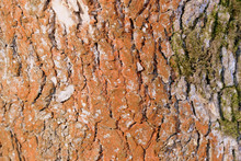 Old Tree Bark Texture With Green Moss Close Up. Brown Color Toned