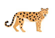 Jaguar Isolated On White Background. Stunning Wild Exotic Carnivorous Animal. Graceful Large American Wild Cat Or Cute Felid With Spotted Coat. Colorful Vector Illustration In Flat Cartoon Style.