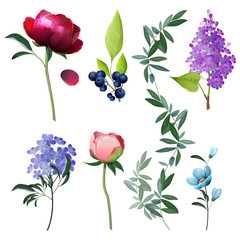 Wall Mural - flowers collection. decorative botanical floral elements rustic leaves vector cartoon pictures. illu