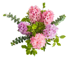 Poster - Hyacinth pink flowers with green leaves