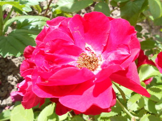 Wall Mural - Pink wild rose in garden.