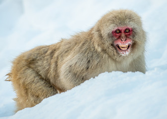 Wall Mural - japanese macaque on the snow. winter season. the japanese macaque ( scientific name: macaca fuscata)