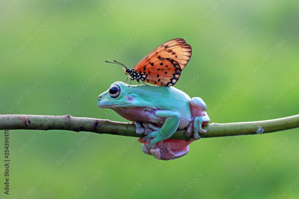 Dumpy frog best friend with butterfly, butterfly landing on body dumpy frog - obrazy, fototapety, plakaty 