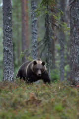 Wall Mural - Brown bear walking at nigh in the forest