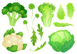 Cartoon cabbages. Fresh lettuce leaves, vegetarian diet salad and healthy garden green cabbage. Cauliflower head vector illustration
