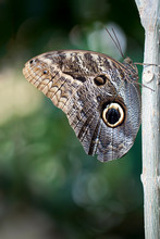 Owl Butterfly Macro