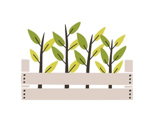 Wall Mural - Green seedlings planted in wooden box