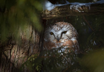 Saw-whet owl roosting in the shadows of a cedar tree in Canada 