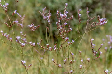 Canvas Print - twiggyvegetation closeup