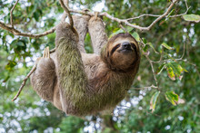 Costa Rica Sloth Hanging Tree Three-thoed Sloth