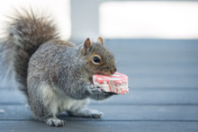 A Squirrel Eats A Snack Cake