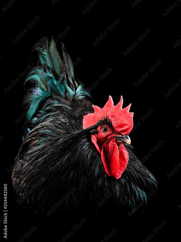 black rooster australorp (Gallus gallus) - obrazy, fototapety, plakaty 