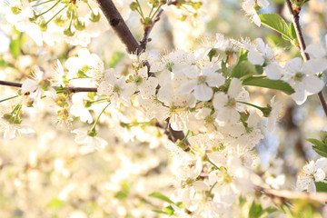  spring cherry blossom