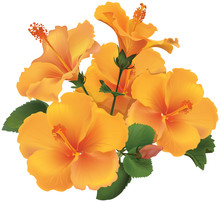 Bouquet Of Yellow Hibiscus Flowers With Leaves.
