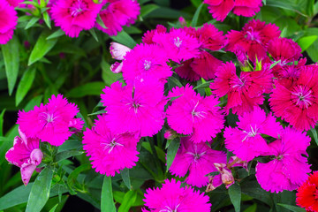 Wall Mural - Colorful Dianthus flower (Dianthus chinensis)  (Caryophyllaceae) blooming in garden at Thailand.