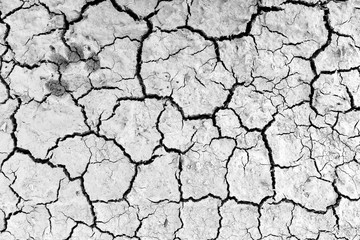 Wall Mural - dog foot print on dry soil for background