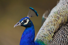 Portrait Of Colorful Peacock