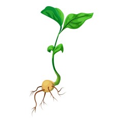 Canvas Print - Soybean plant icon. Cartoon of soybean plant vector icon for web design isolated on white background