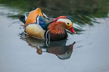 colorful bright blue, orange, white, red, orange, black and brown mandarin male duck swimming in a l