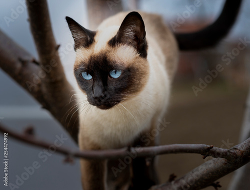 Cuadros en Lienzo Siamese cat climbing on the tree