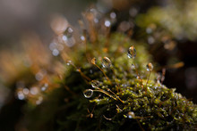 Hypnum Moss Cypress With Dew In The Forest, Close-up, Bokeh