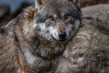  Wolf