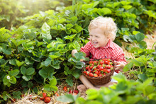 Kids Pick Strawberry On Berry Field In Summer