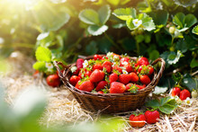 Strawberry Field On Fruit Farm. Berry In Basket.