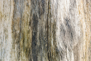 Natural wood texture. Background of old tree.