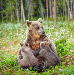 Wall Mural - she-bear feeding breast milk cubs. brown bear, scientific name: ursus arctos. summertime.