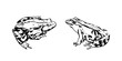 Hand drawn frogs. Vector sketch black isolated animal illustration on white background.