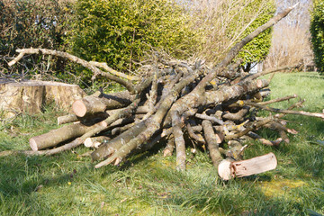 Wall Mural - Heap of wood branches in a garden after trimming a tree