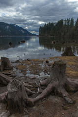 Tree stumps in felled forest, washington state