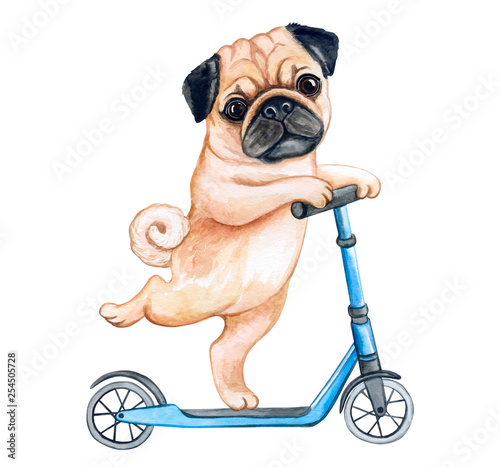 Cuadros en Lienzo Cute Puppy pug on a scooter isolated on white background