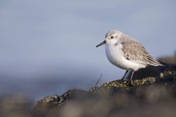 Wall Mural - A resting sanderling (Calidris alba) perched on a rock along the Dutch coast in the winter at the North Sea. The bird is on stopover in winter plumage.