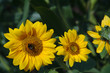 © Karsten Leineke/Scopio - selective focus photo of three sunflowers