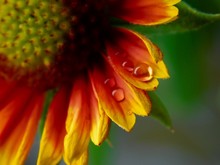 Orange And Yellow Flower In Close-up Photography