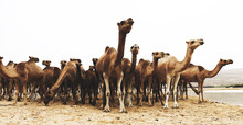 Brown Camel Lot